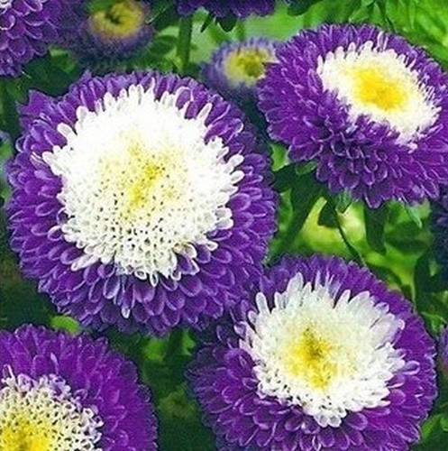 Astra čínská 7 Pomponkovité astry: Kulovité poduškovité květy v různých barvách.