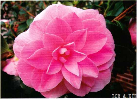 Kamélie 7 Cheryll Lynn: plnokvětá, velkokvětá.