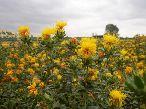Botanická kresba světlice barvířské — stonek, ostnité listy a květní úbor