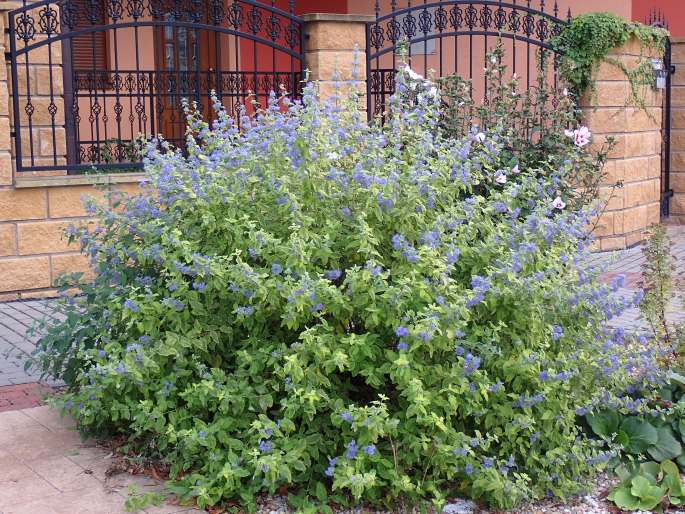 Ořechoplodec šedivý (Caryopteris incana)​