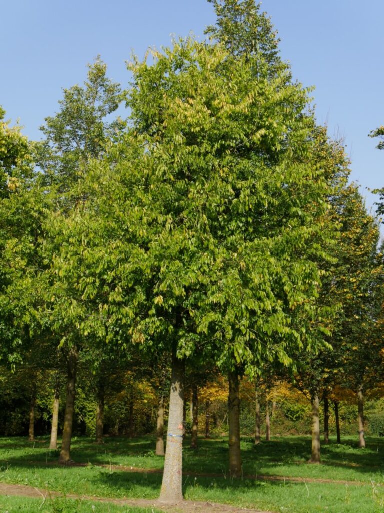 Břestovec západní (Celtis occidentalis)​
