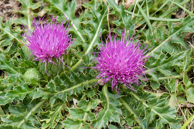 Pcháč bezlodyžný (Cirsium acaule)​