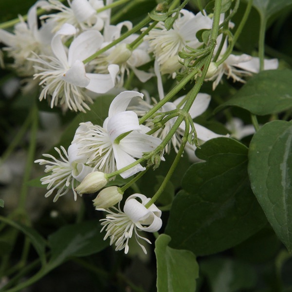 Plamének Maximowiczův (Clematis maximowicziana)​