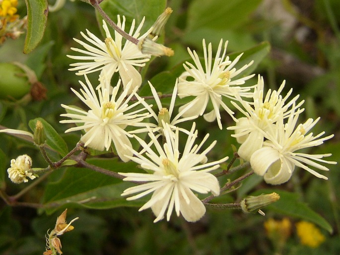 Plamének plotní (Clematis vitalba)​