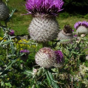 Cirsium eriophorum