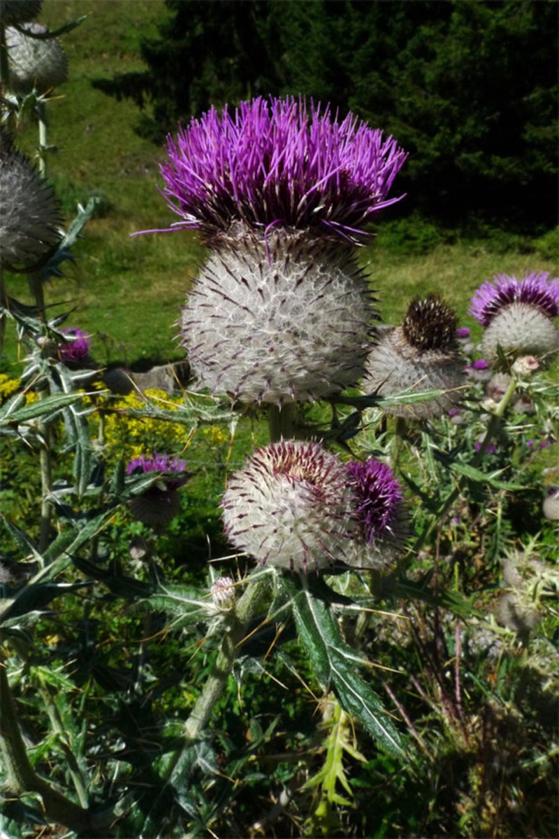 Pcháč bělohlavý (Cirsium eriophorum) — velký kulovitý úbor s bíle vlnatými zákrovními listeny