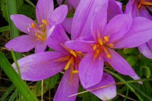 Cibuloviny v trávníku: barevné akcenty po celou sezónu 7 Ocún jesenní (Colchicum autumnale)