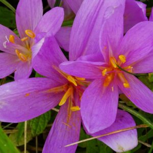 Ocún jesenní (Colchicum autumnale)​