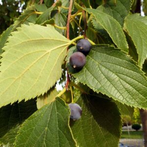 Břestovec jižní (Celtis australis)​