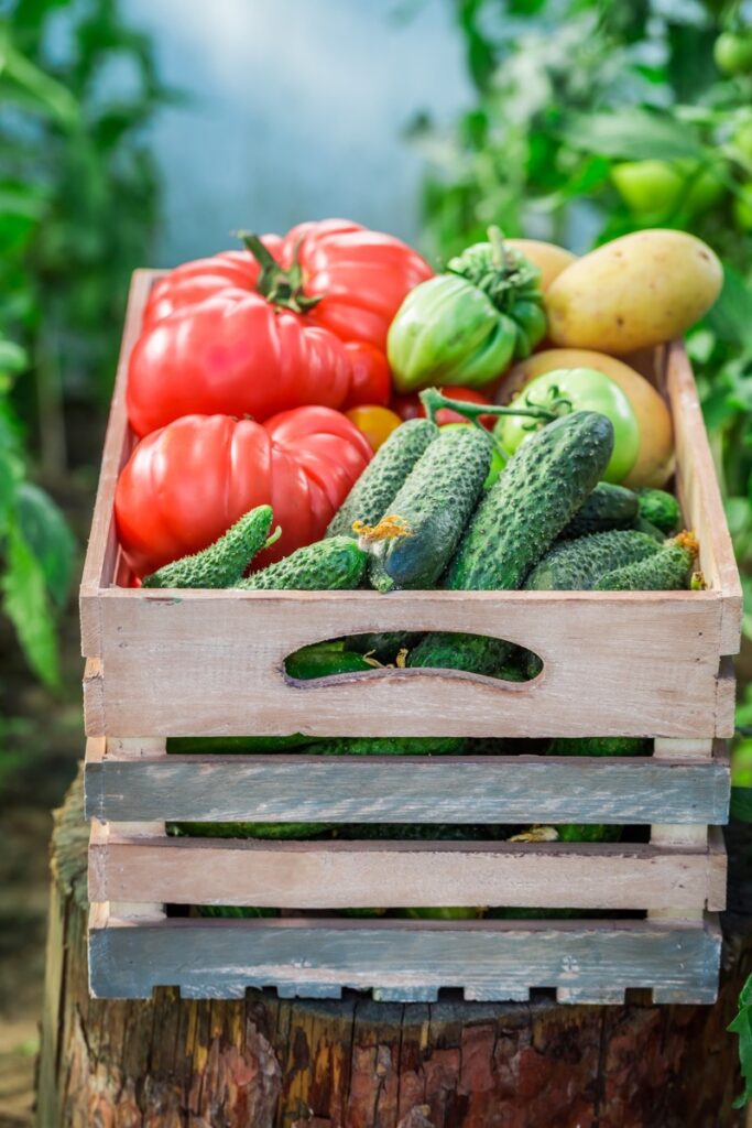 harvested vegetables in wooden box 1