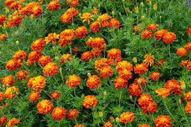 Aksamitník 4 Aksamitník rozkladitý (Tagetes patula)