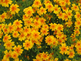 Aksamitník 5 Aksamitník jemnolistý (Tagetes tenuifolia)