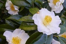 Kamélie 5 Silver Waves: poloplná, velkokvětá.