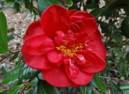 Kamélie 22 Scarlet Glory: poloplná.