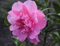 Kamélie 27 Ballet Queen: lososově růžová, nepravidelně plnokvětá.