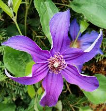 Plamének celolistý (Clematis integrifolia)​