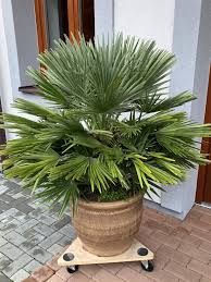 Žumara nízká 1 Žumara nízká (Chamaerops humilis)