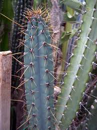 Cereus 3 Cereus forbesii