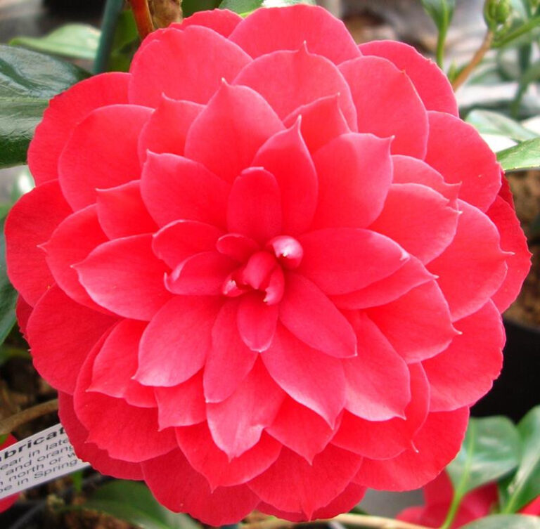 Kamélie 21 Rubra: stará, jednoduchá odrůda.