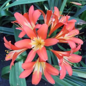 Klívie (řemenatka)