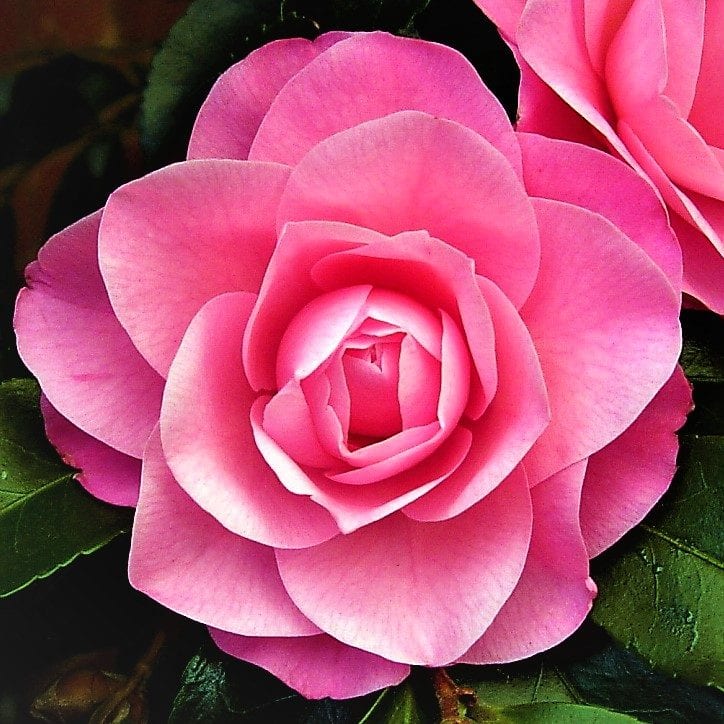 Kamélie 13 Nuccio's Cameo: zcela plnokvětá.