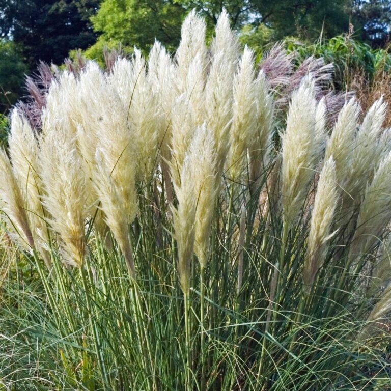 Pampová tráva Pumila