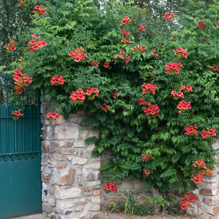 Oranžově červené trubkovité květy trubače Campsis × tagliabuana 'Madame Galen'