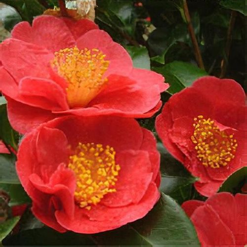 Kamélie 14 Alexander Hunter: jednoduchá.