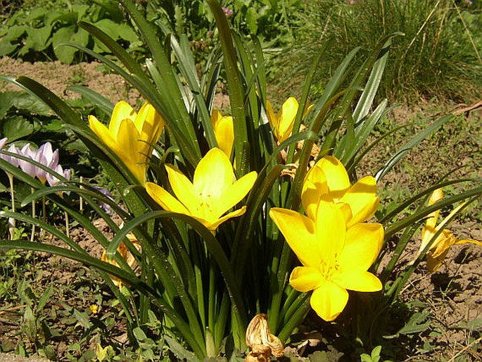 Sternbergie žlutá (Sternbergia lutea)​