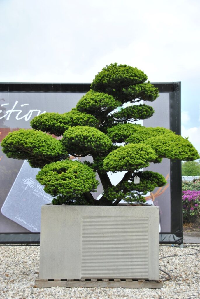 Tis japonský (Taxus cuspidata)​