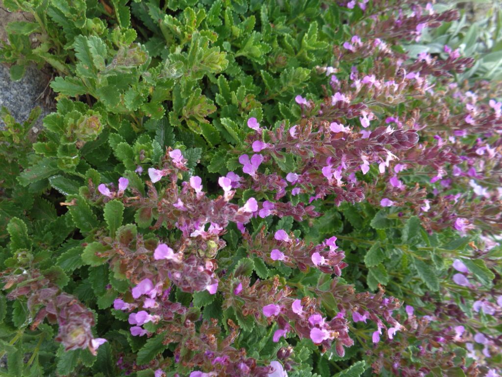 Ožanka kalamandra (Teucrium chamaedrys)
