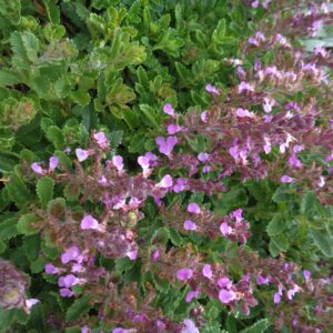 Ožanka kalamandra (Teucrium chamaedrys)