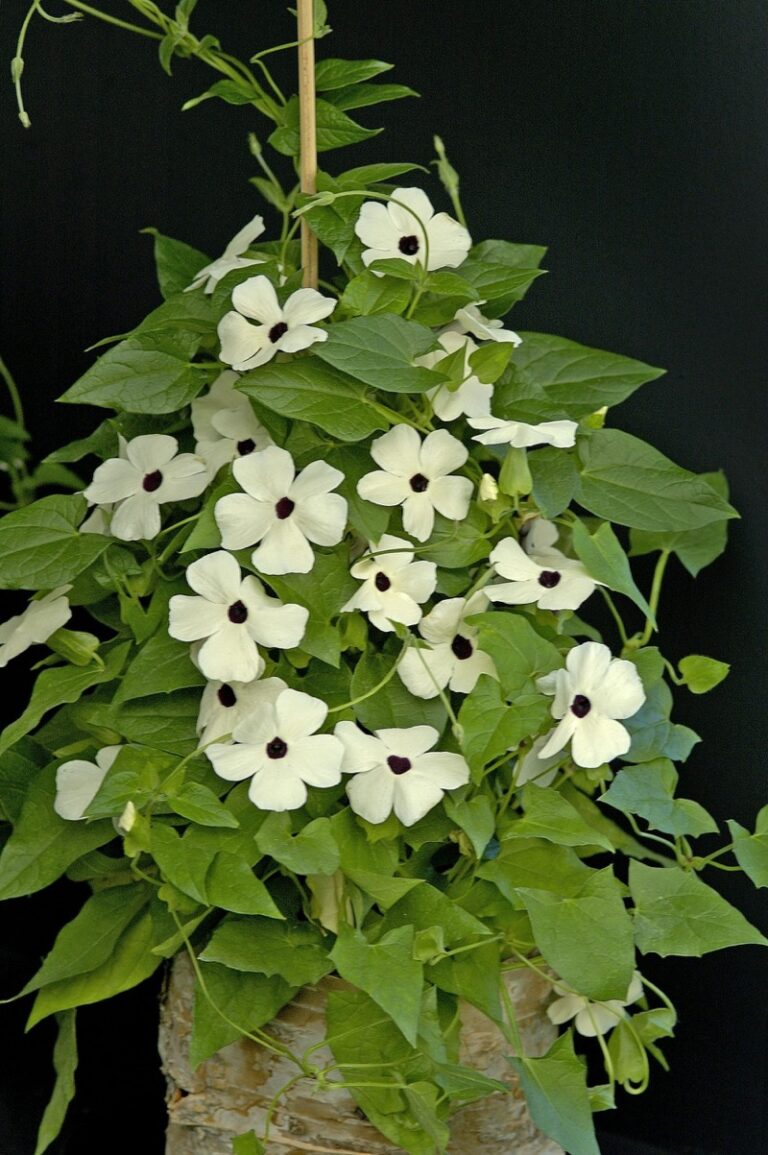 THUNBERGIA alata Alba Oculata