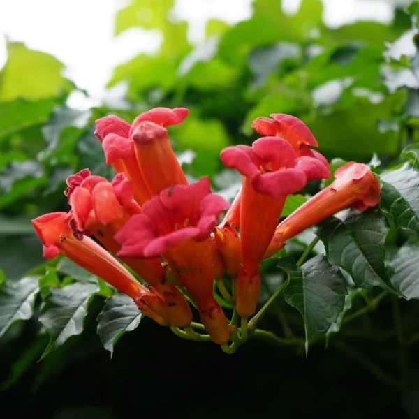 Oranžové květy trubače kořenujícího (Campsis radicans) a semena trubače