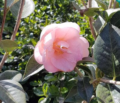 Kamélie 11 Hagoromo: velmi stará, poloplná odrůda.