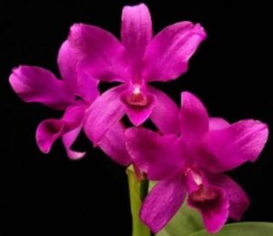 Nejlepší hnojivo na orchideje 6 ORCHIDEJE | Cattleya bowringiana Red