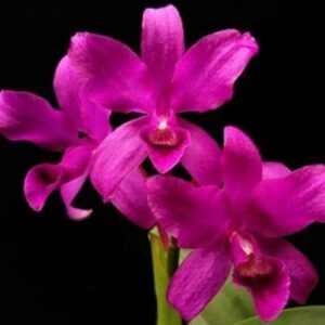 ORCHIDEJE | Cattleya bowringiana Red