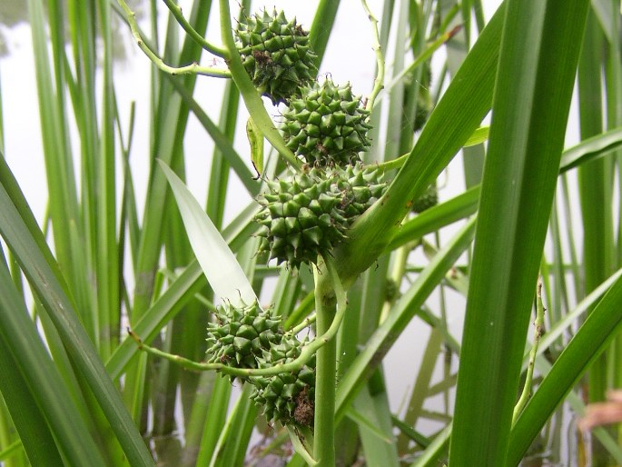 Zevar vzpřímený nebo větvený (Sparganium erectum)​