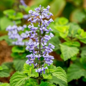 Plectranthus fruticosus