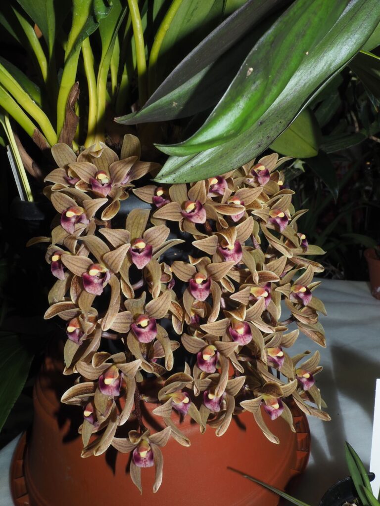 Cymbidium 2 Cymbidium devonianum