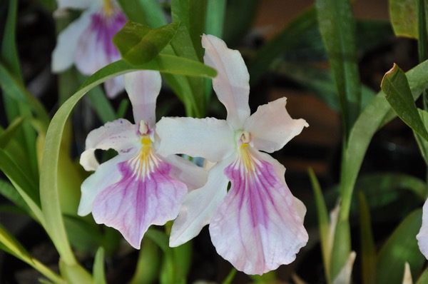 Miltonie 2 Miltonia spectabilis
