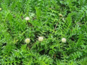 Leptinella squalida02
