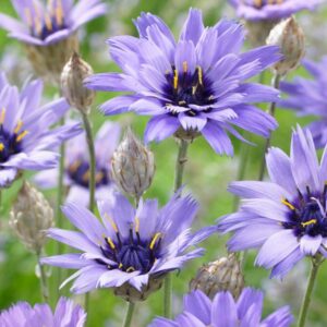 Poblekla modrá (Catananche caerulea)​
