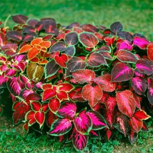 Koleus (Coleus blumei hybridy)​