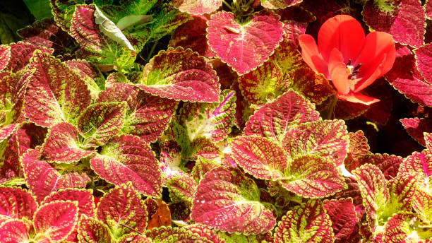 Koleus 1 Koleus (Coleus blumei hybridy)