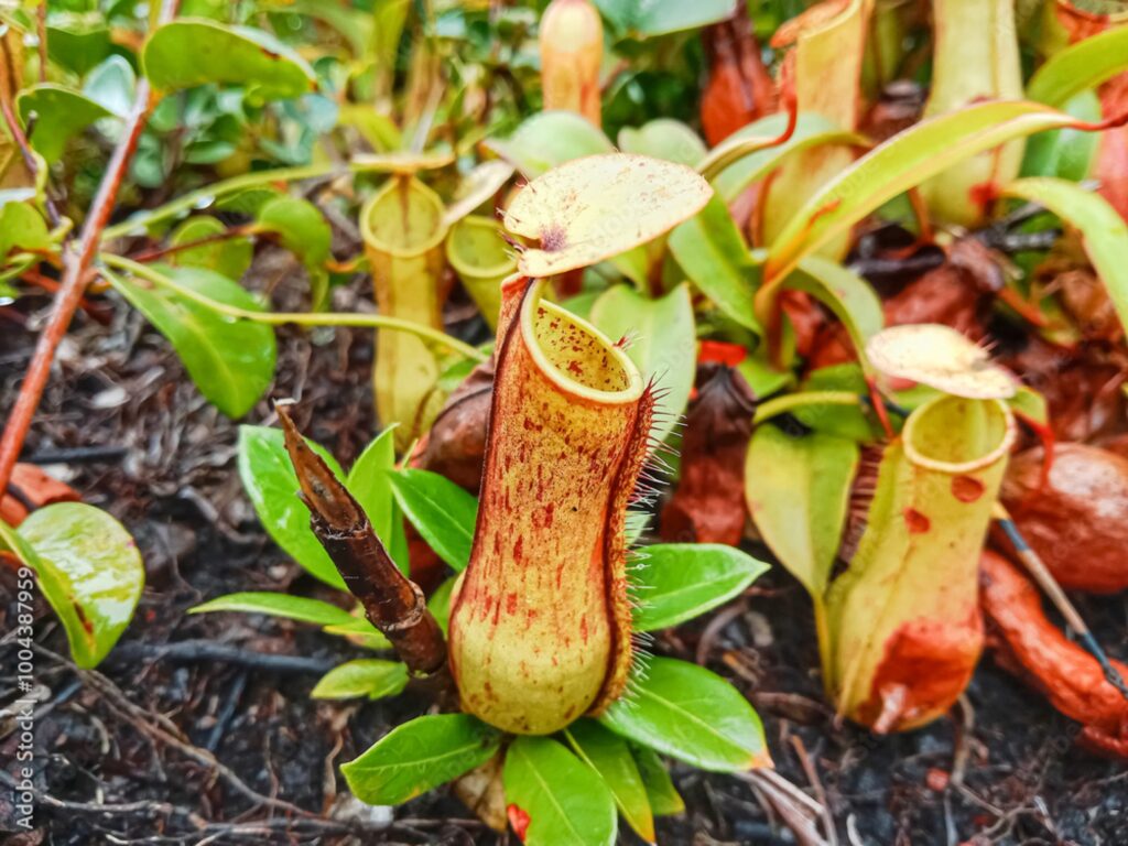 Láčkovka 1 Láčkovka (Nepenthes)