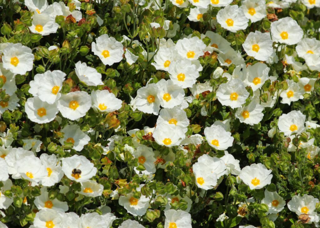 Cist šalvějolistý (Cistus salviifolius) ​