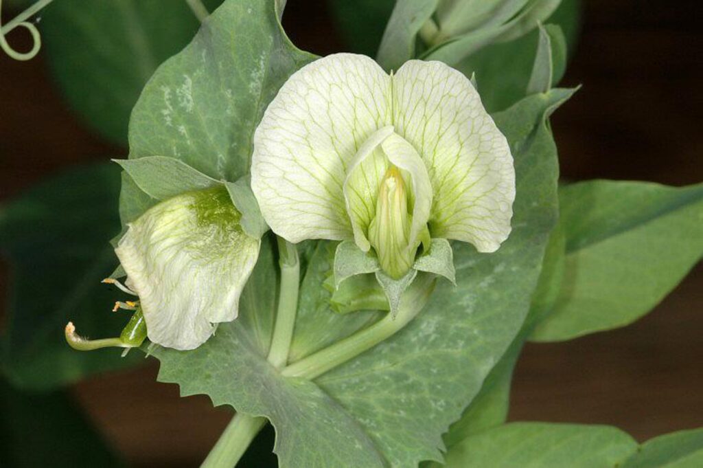 Hrách (Pisum sativum ssp. sativum)​