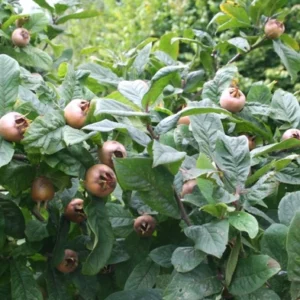 Mišpule německá (Mespilus germanica)​