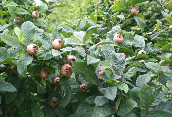 Mišpule německá (Mespilus germanica)​